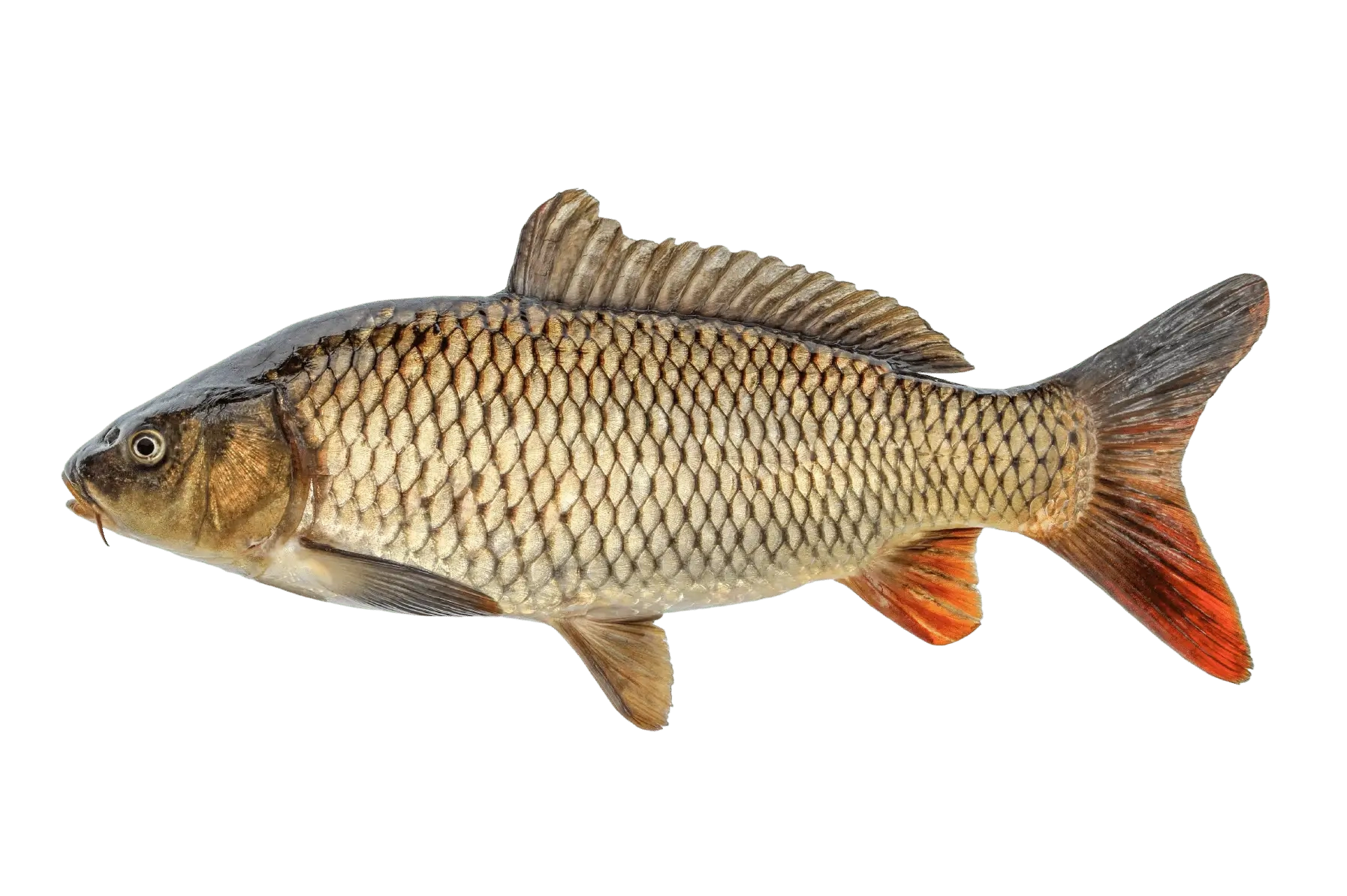 Pește